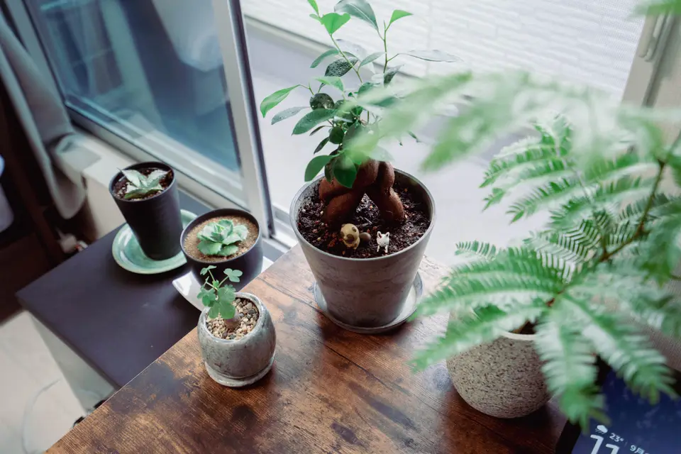 【2021年上半期】観葉植物初心者がお迎えしたおすすめ植物を紹介。